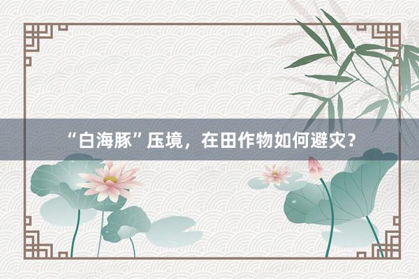 “白海豚”压境，在田作物如何避灾？